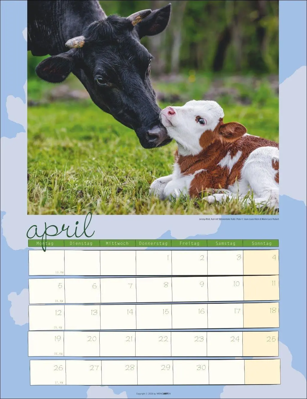 Bild: 9783839903902 | Kuh Kalender 2027 | Marie-Luce Hubert | Kalender | Spiralbindung