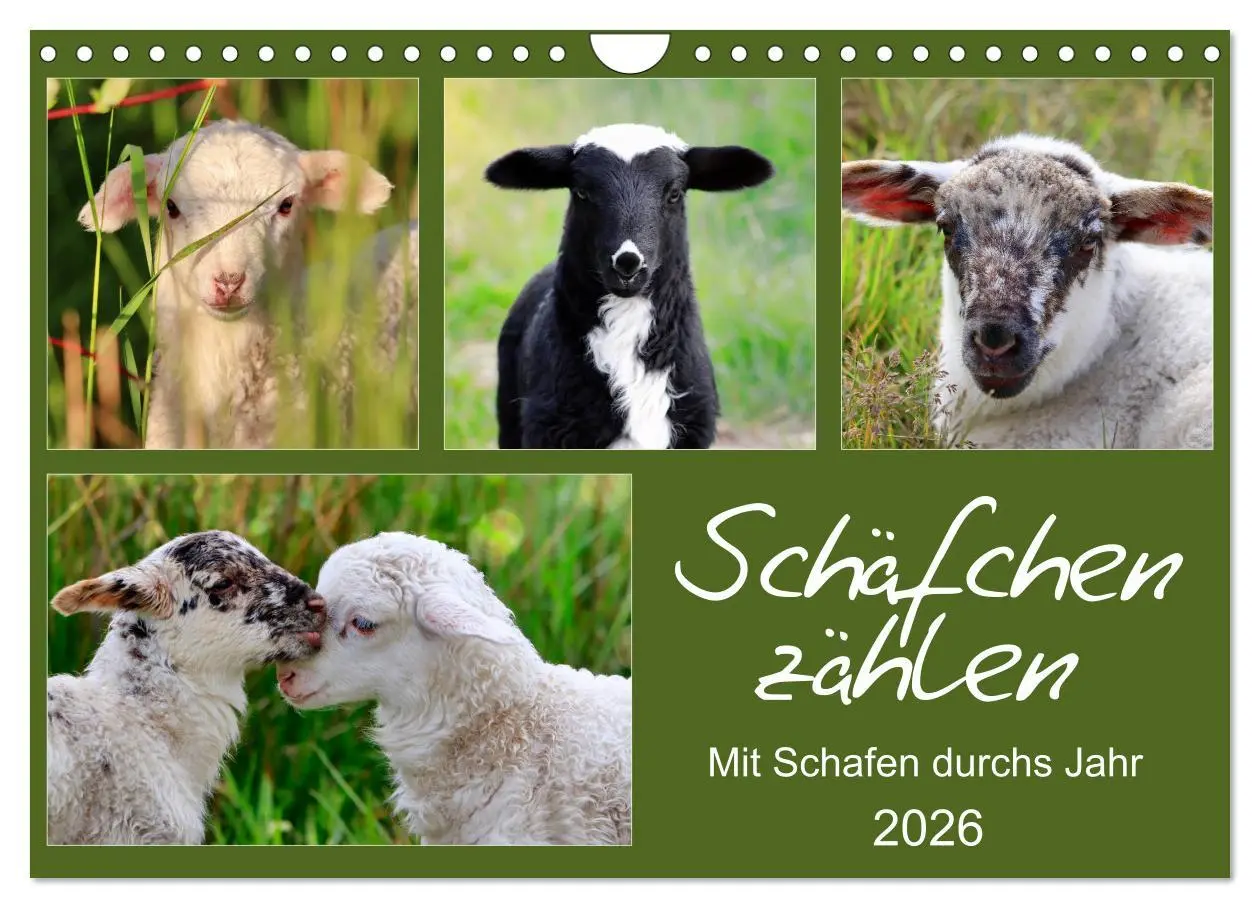 Cover: 9783457894002 | Schäfchen zählen - Mit Schafen durchs Jahr (Wandkalender 2026 DIN...