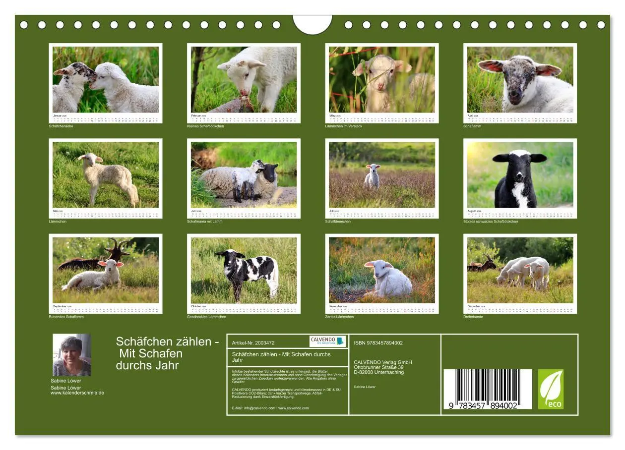 Bild: 9783457894002 | Schäfchen zählen - Mit Schafen durchs Jahr (Wandkalender 2026 DIN...