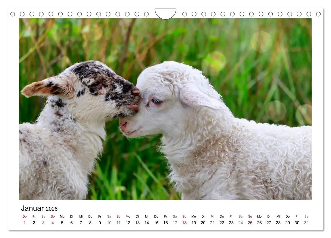 Bild: 9783457894002 | Schäfchen zählen - Mit Schafen durchs Jahr (Wandkalender 2026 DIN...