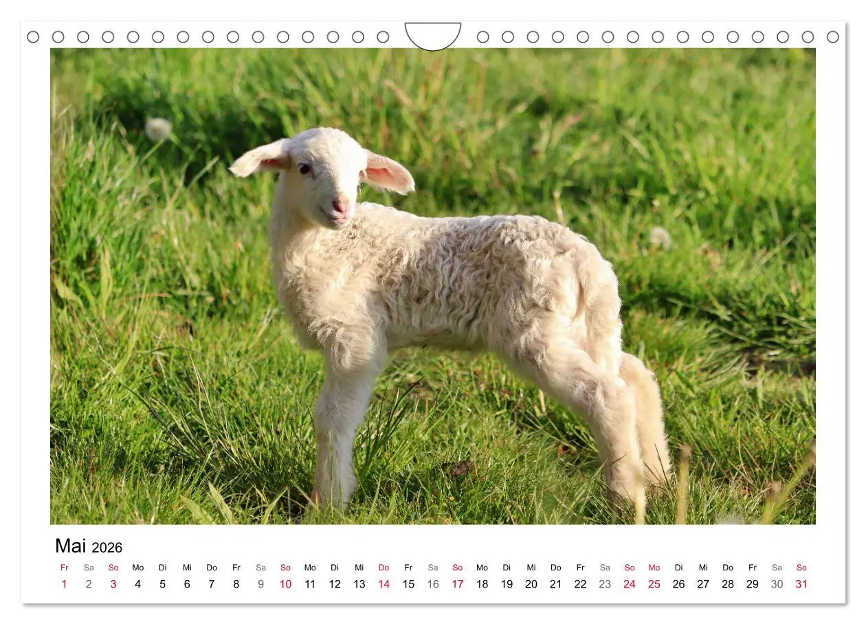 Bild: 9783457894002 | Schäfchen zählen - Mit Schafen durchs Jahr (Wandkalender 2026 DIN...