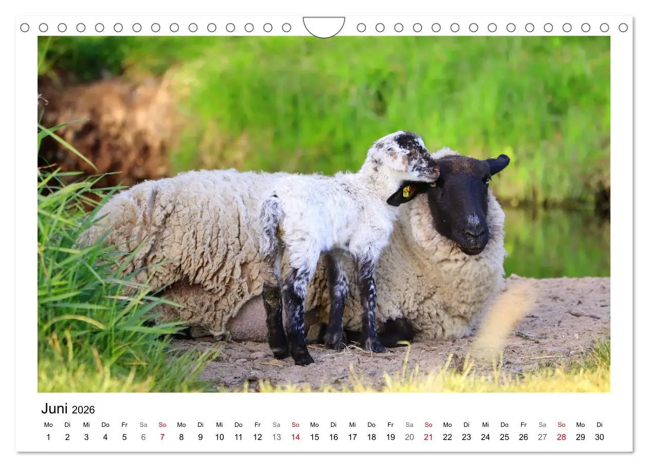 Bild: 9783457894002 | Schäfchen zählen - Mit Schafen durchs Jahr (Wandkalender 2026 DIN...