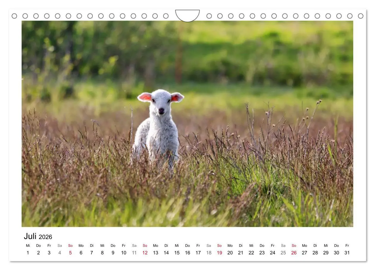 Bild: 9783457894002 | Schäfchen zählen - Mit Schafen durchs Jahr (Wandkalender 2026 DIN...