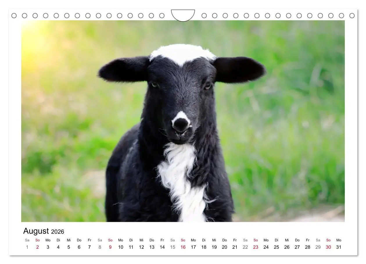 Bild: 9783457894002 | Schäfchen zählen - Mit Schafen durchs Jahr (Wandkalender 2026 DIN...