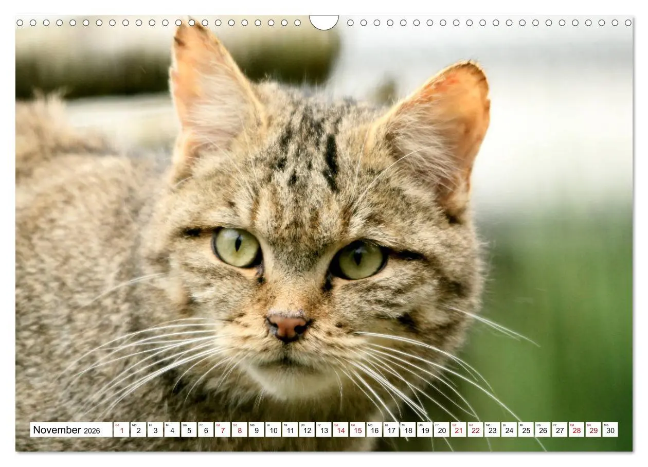 Bild: 9783457884102 | Wildkatzen - Die lautlosen Jäger des Waldes (Wandkalender 2026 DIN...