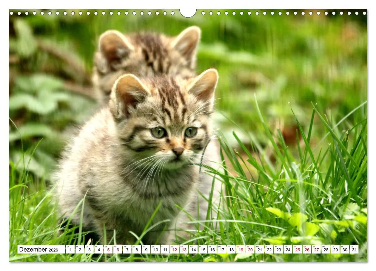 Bild: 9783457884102 | Wildkatzen - Die lautlosen Jäger des Waldes (Wandkalender 2026 DIN...