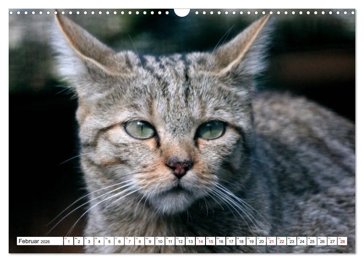 Bild: 9783457884102 | Wildkatzen - Die lautlosen Jäger des Waldes (Wandkalender 2026 DIN...