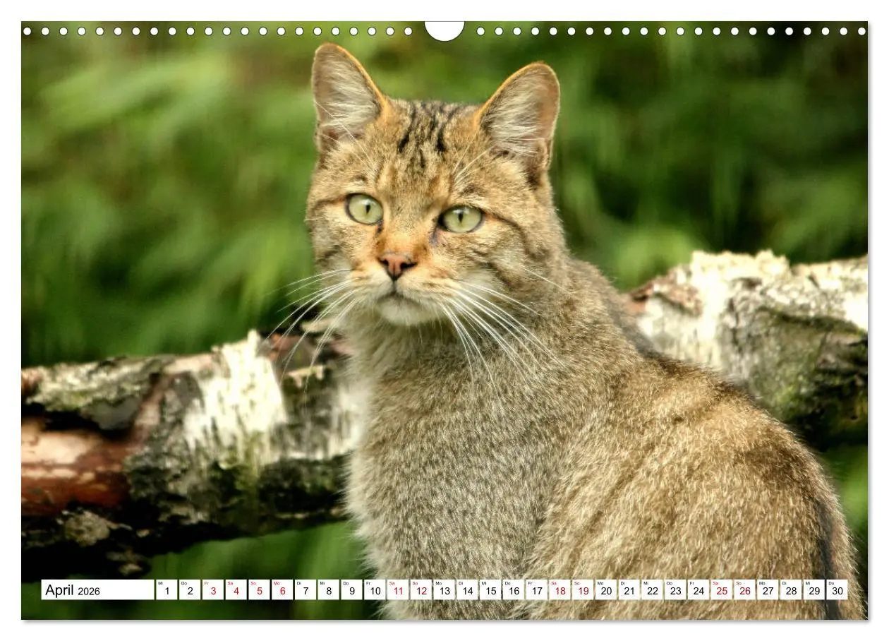 Bild: 9783457884102 | Wildkatzen - Die lautlosen Jäger des Waldes (Wandkalender 2026 DIN...