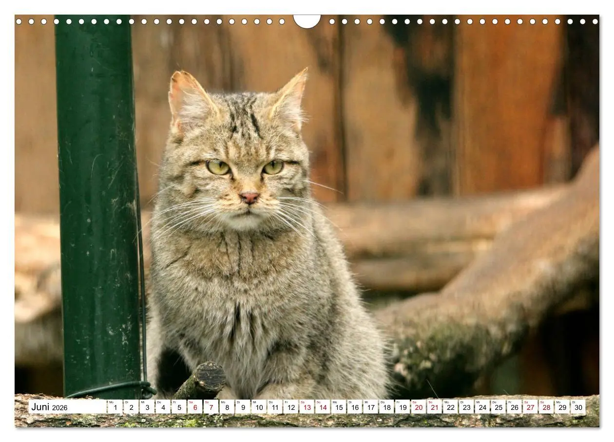 Bild: 9783457884102 | Wildkatzen - Die lautlosen Jäger des Waldes (Wandkalender 2026 DIN...