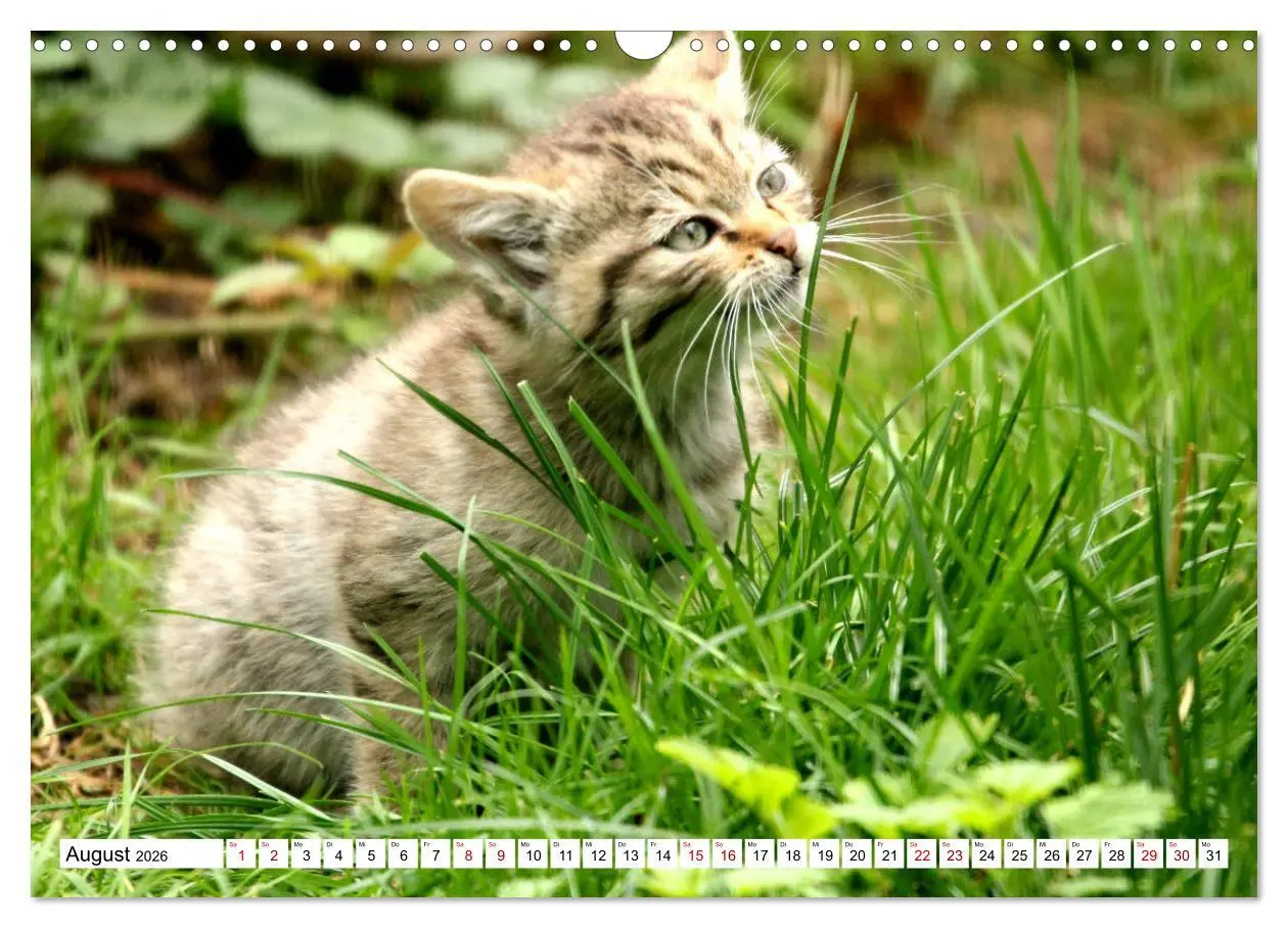 Bild: 9783457884102 | Wildkatzen - Die lautlosen Jäger des Waldes (Wandkalender 2026 DIN...