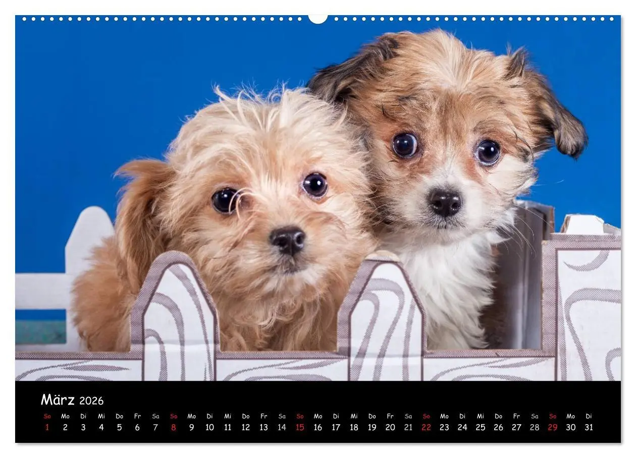 Bild: 9783516114102 | Bolonka Welpenstube (hochwertiger Premium Wandkalender 2026 DIN A2...