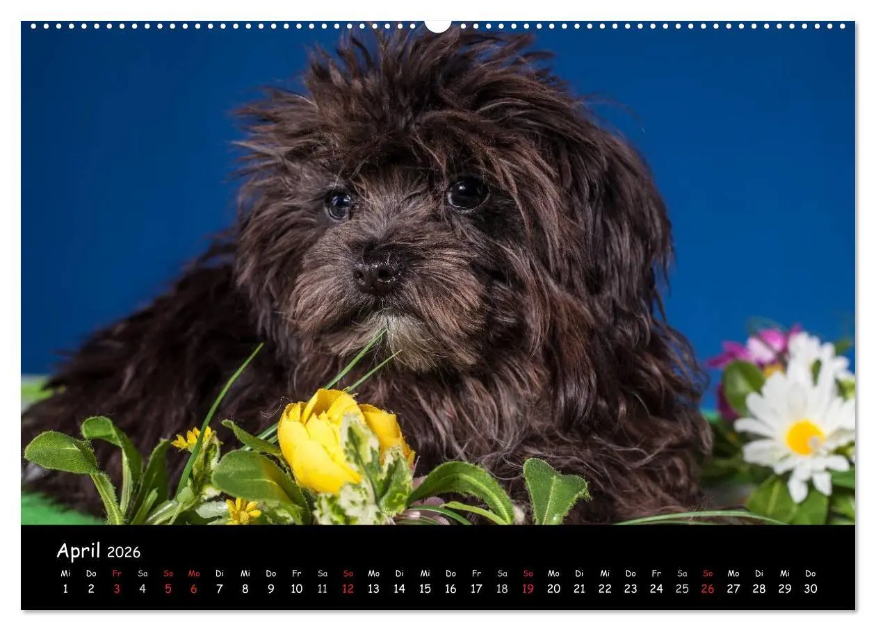 Bild: 9783516114102 | Bolonka Welpenstube (hochwertiger Premium Wandkalender 2026 DIN A2...