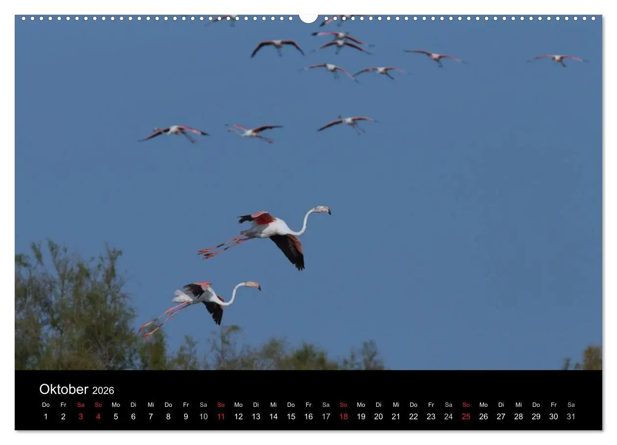 Bild: 9783516104202 | Flamingos der Camargue 2026 (hochwertiger Premium Wandkalender 2026...