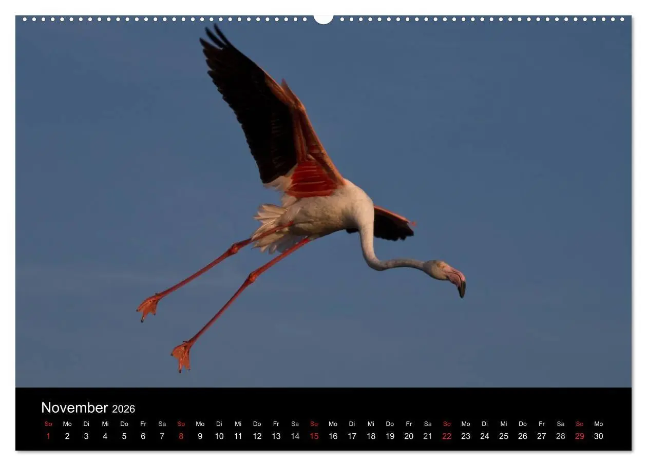 Bild: 9783516104202 | Flamingos der Camargue 2026 (hochwertiger Premium Wandkalender 2026...
