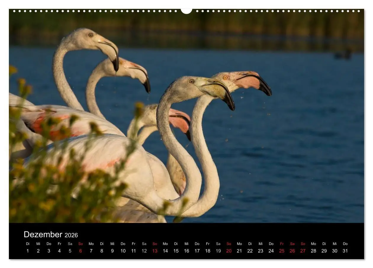 Bild: 9783516104202 | Flamingos der Camargue 2026 (hochwertiger Premium Wandkalender 2026...