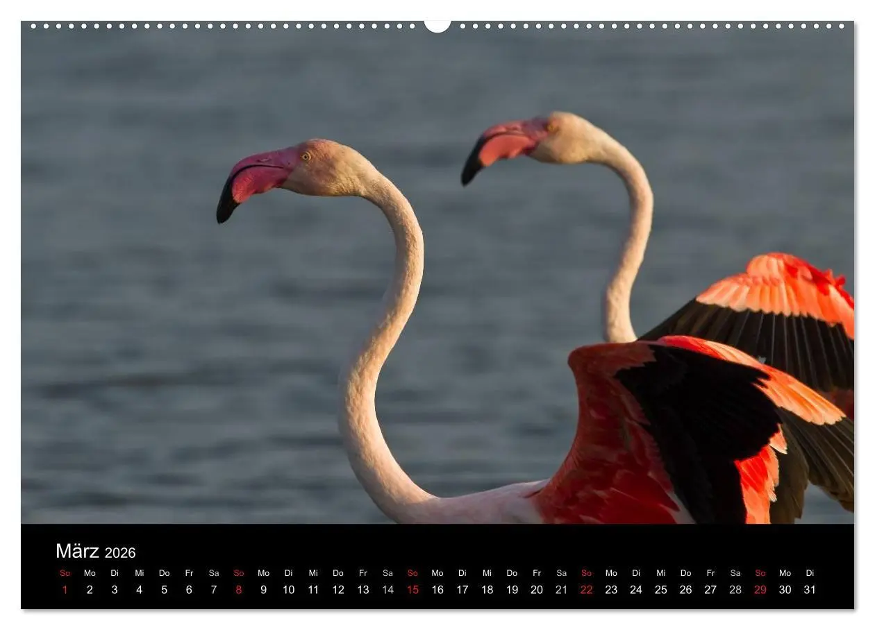 Bild: 9783516104202 | Flamingos der Camargue 2026 (hochwertiger Premium Wandkalender 2026...