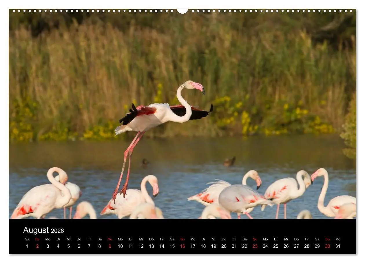 Bild: 9783516104202 | Flamingos der Camargue 2026 (hochwertiger Premium Wandkalender 2026...