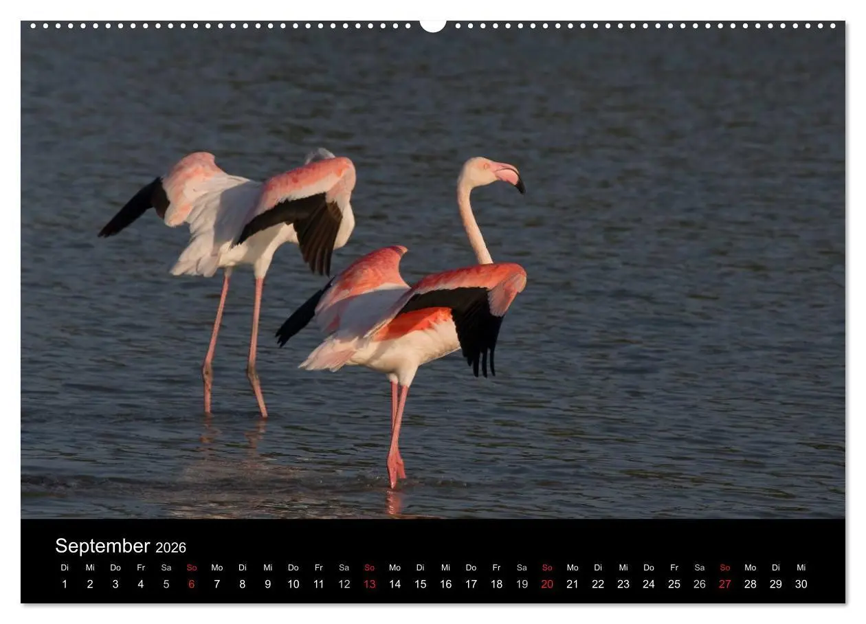 Bild: 9783516104202 | Flamingos der Camargue 2026 (hochwertiger Premium Wandkalender 2026...