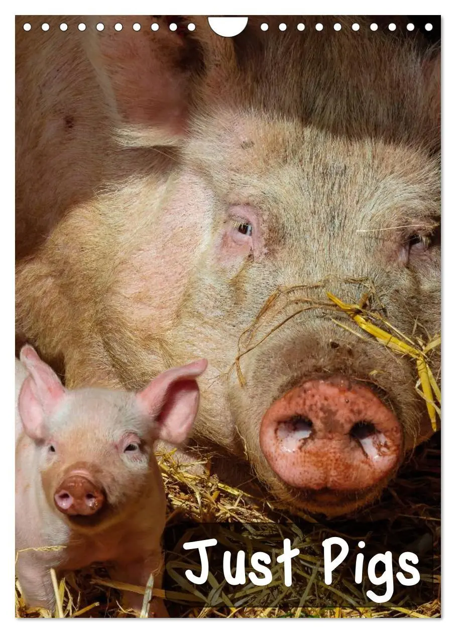 Cover: 9783516574302 | Just Pigs (Wall Calendar 2026 DIN A4 portrait), CALVENDO 12 Month...