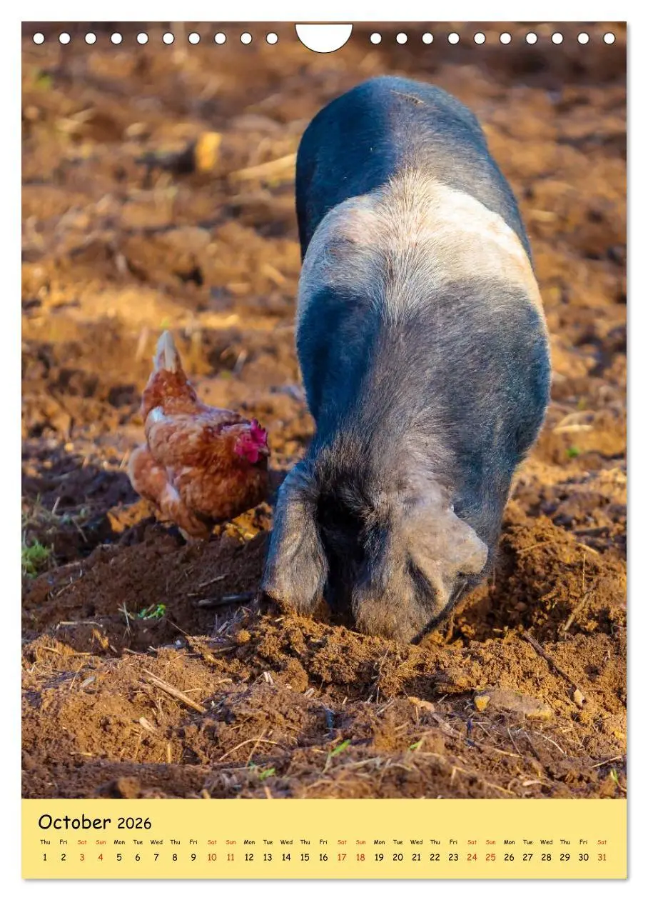 Bild: 9783516574302 | Just Pigs (Wall Calendar 2026 DIN A4 portrait), CALVENDO 12 Month...