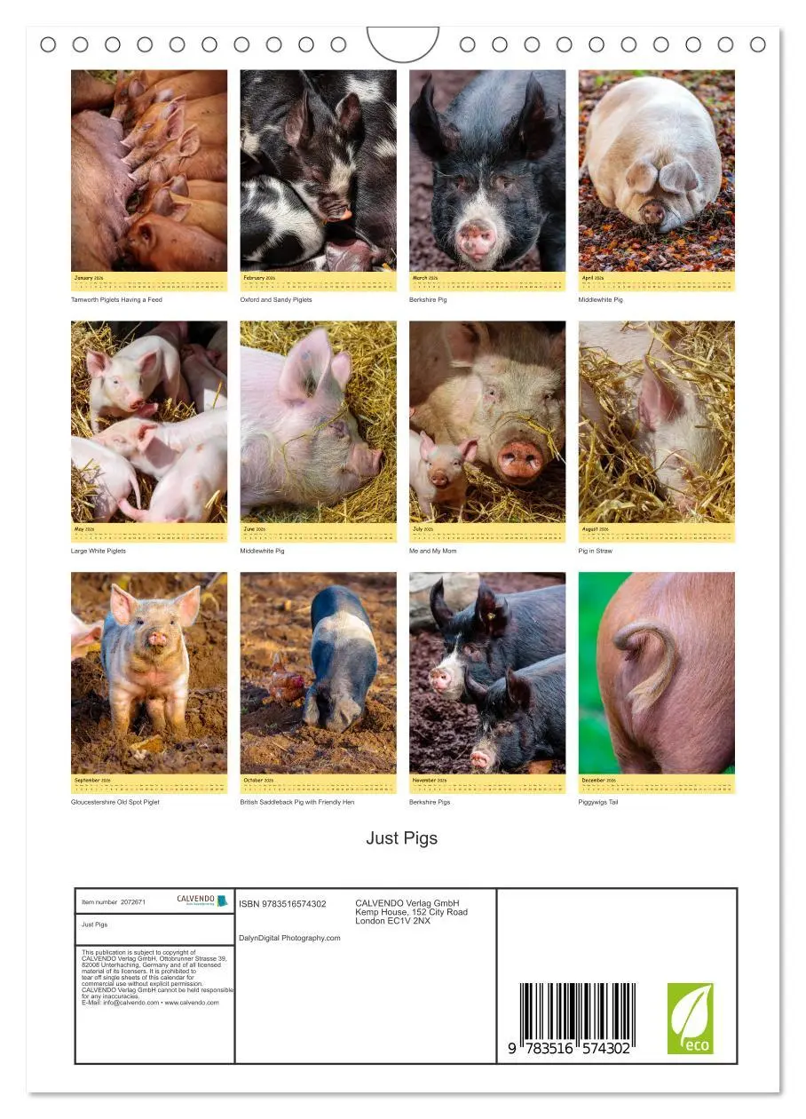 Bild: 9783516574302 | Just Pigs (Wall Calendar 2026 DIN A4 portrait), CALVENDO 12 Month...