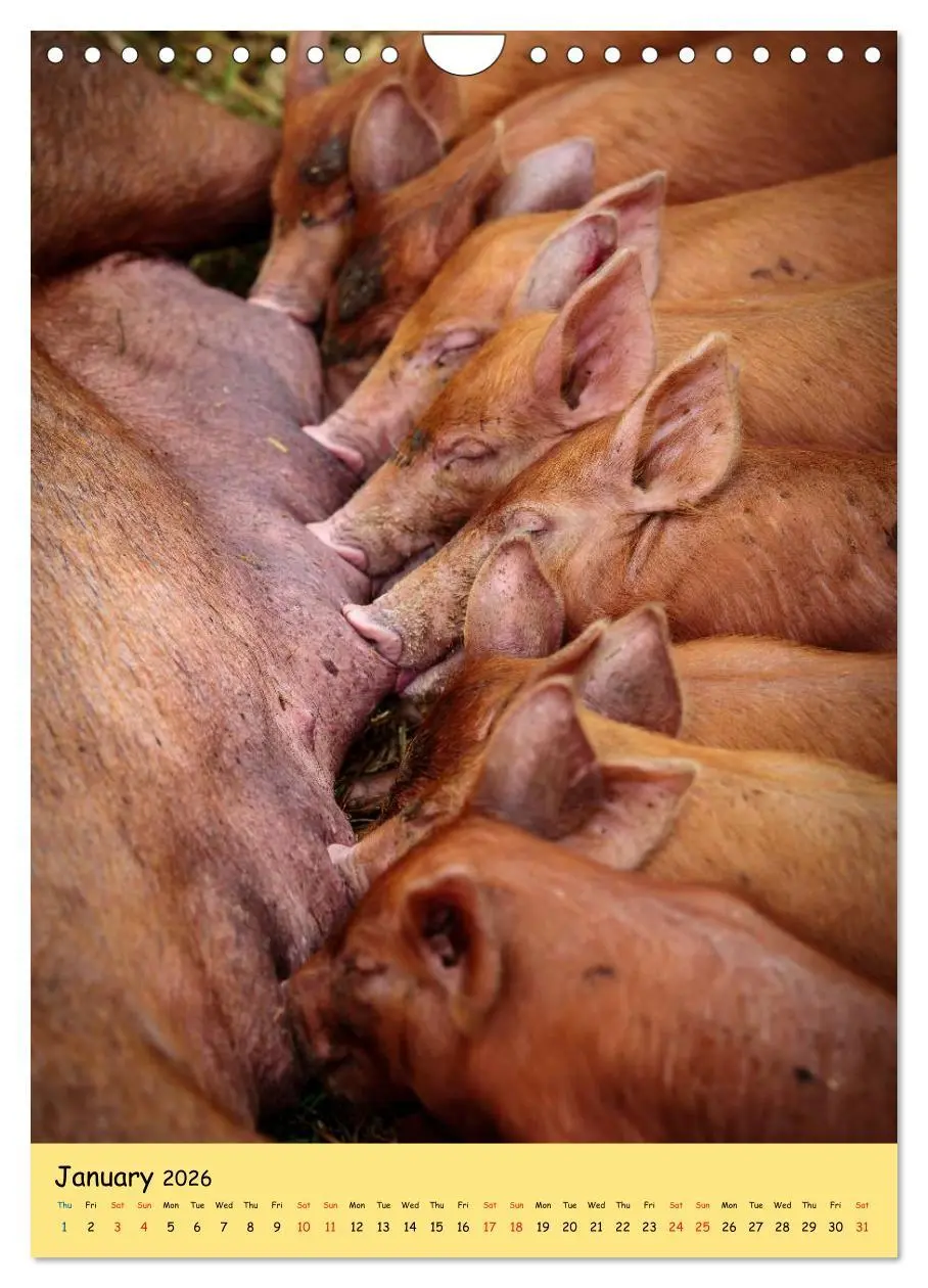 Bild: 9783516574302 | Just Pigs (Wall Calendar 2026 DIN A4 portrait), CALVENDO 12 Month...