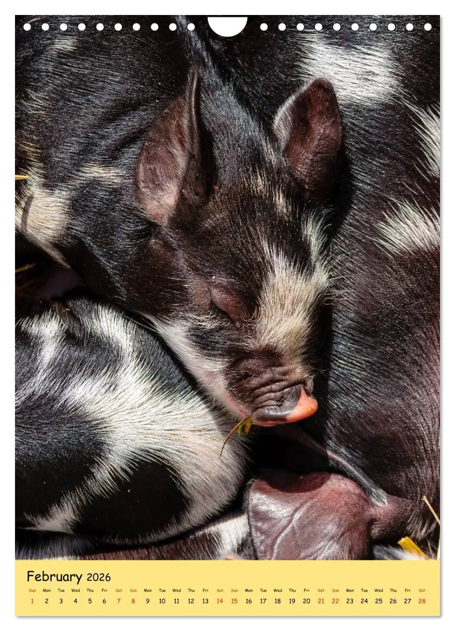 Bild: 9783516574302 | Just Pigs (Wall Calendar 2026 DIN A4 portrait), CALVENDO 12 Month...