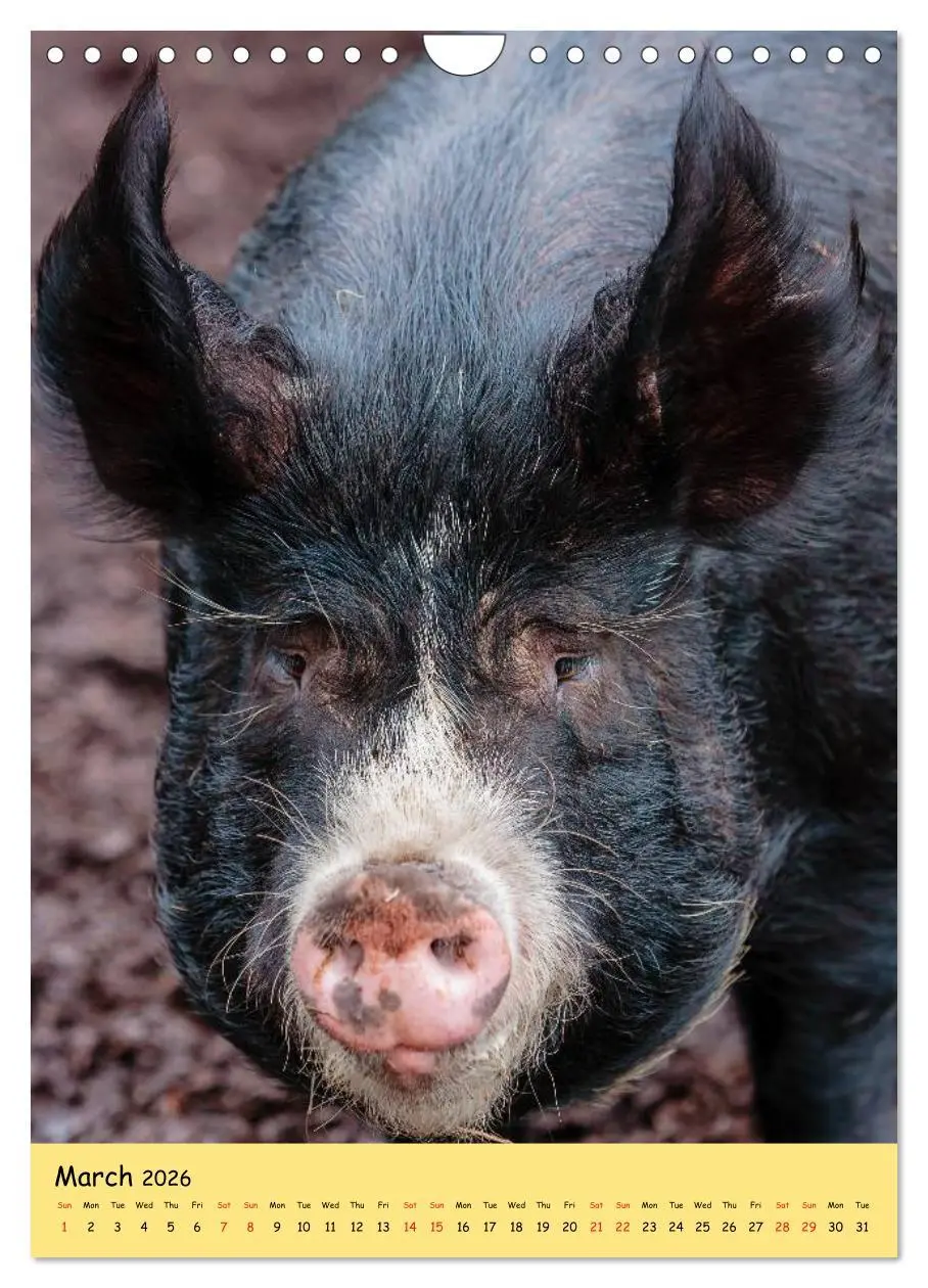 Bild: 9783516574302 | Just Pigs (Wall Calendar 2026 DIN A4 portrait), CALVENDO 12 Month...