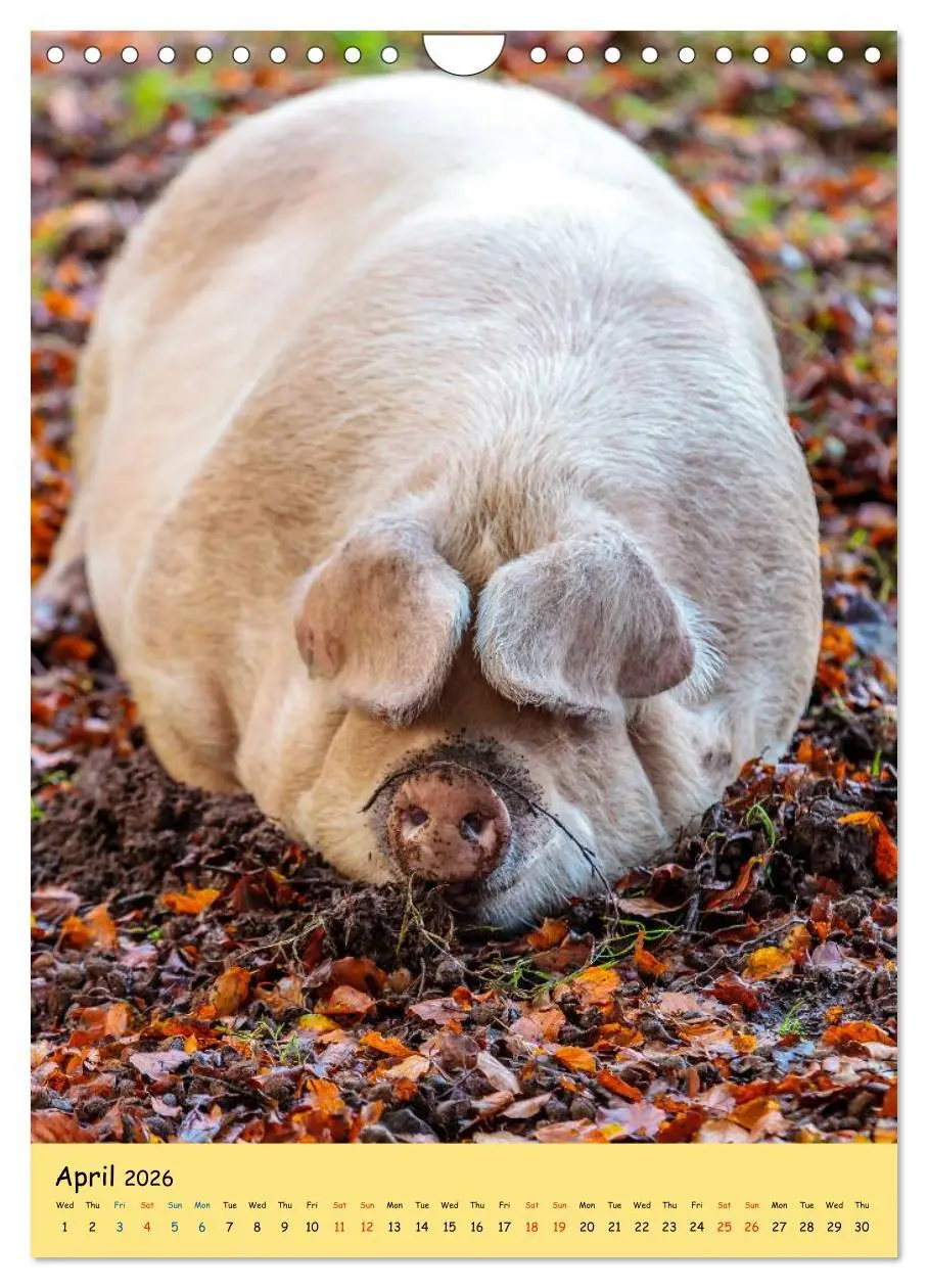 Bild: 9783516574302 | Just Pigs (Wall Calendar 2026 DIN A4 portrait), CALVENDO 12 Month...