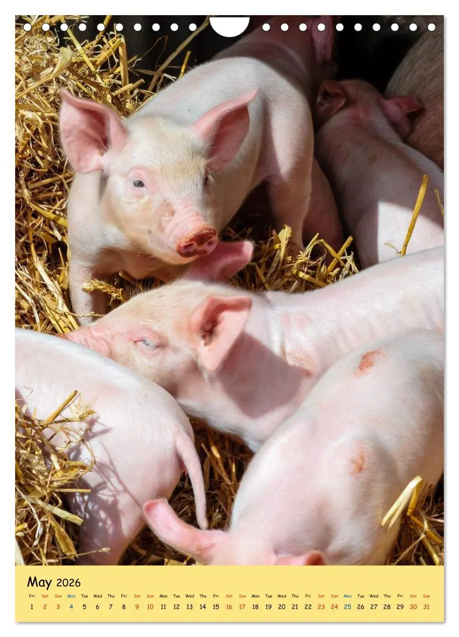 Bild: 9783516574302 | Just Pigs (Wall Calendar 2026 DIN A4 portrait), CALVENDO 12 Month...