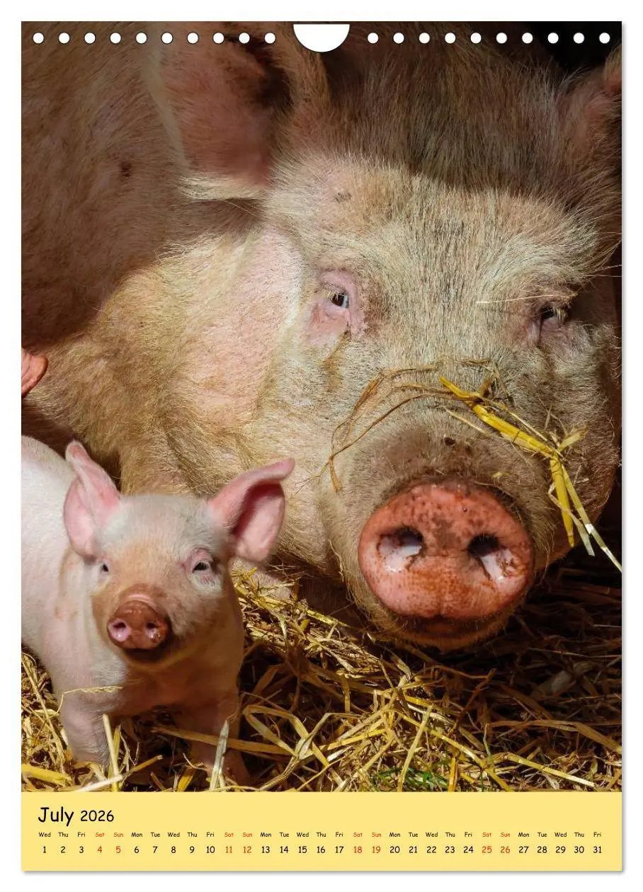 Bild: 9783516574302 | Just Pigs (Wall Calendar 2026 DIN A4 portrait), CALVENDO 12 Month...