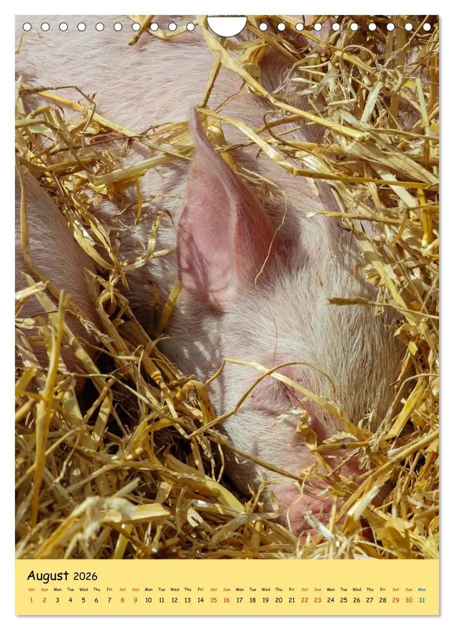 Bild: 9783516574302 | Just Pigs (Wall Calendar 2026 DIN A4 portrait), CALVENDO 12 Month...
