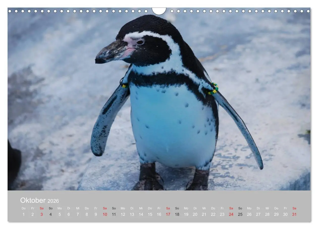 Bild: 9783516184402 | Pinguine 2026 (Wandkalender 2026 DIN A3 quer), CALVENDO Monatskalender