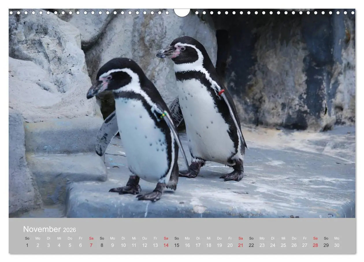 Bild: 9783516184402 | Pinguine 2026 (Wandkalender 2026 DIN A3 quer), CALVENDO Monatskalender