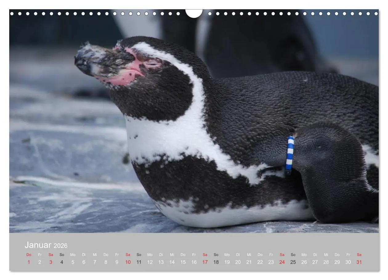 Bild: 9783516184402 | Pinguine 2026 (Wandkalender 2026 DIN A3 quer), CALVENDO Monatskalender