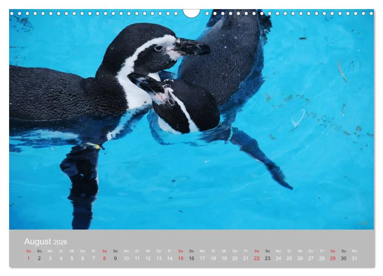 Bild: 9783516184402 | Pinguine 2026 (Wandkalender 2026 DIN A3 quer), CALVENDO Monatskalender