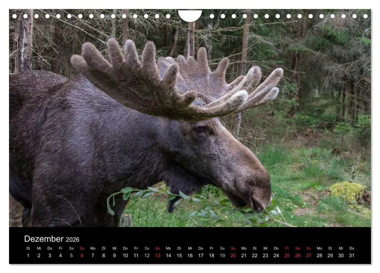 Bild: 9783516094602 | Wunderschönes Schweden (Wandkalender 2026 DIN A4 quer), CALVENDO...