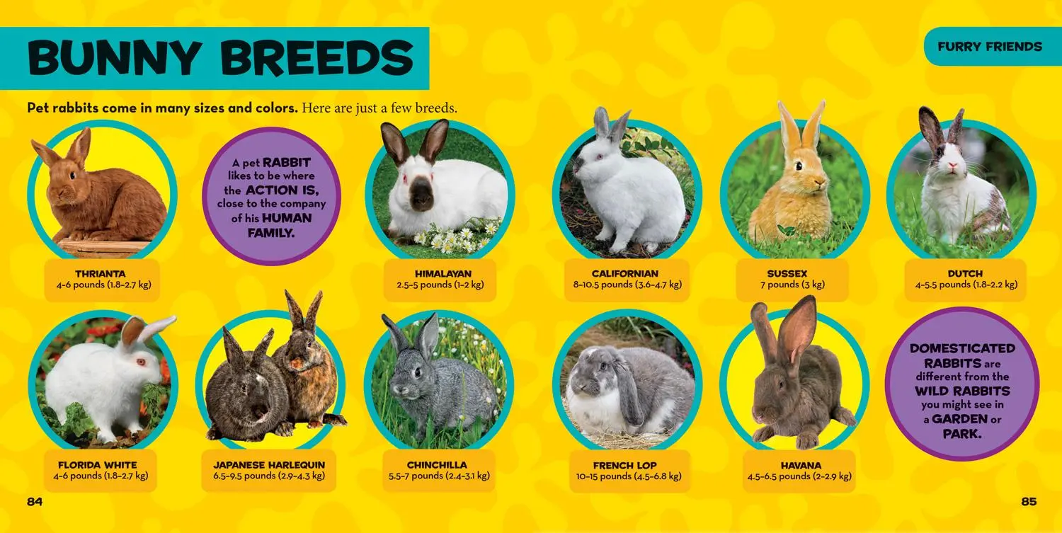 Bild: 9781426334702 | National Geographic Little Kids First Big Book of Pets | Hughes | Buch