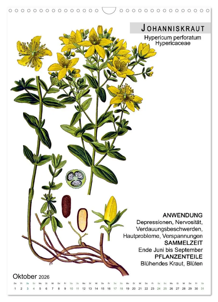 Bild: 9783516464702 | Heilpflanzen (Wandkalender 2026 DIN A3 hoch), CALVENDO Monatskalender