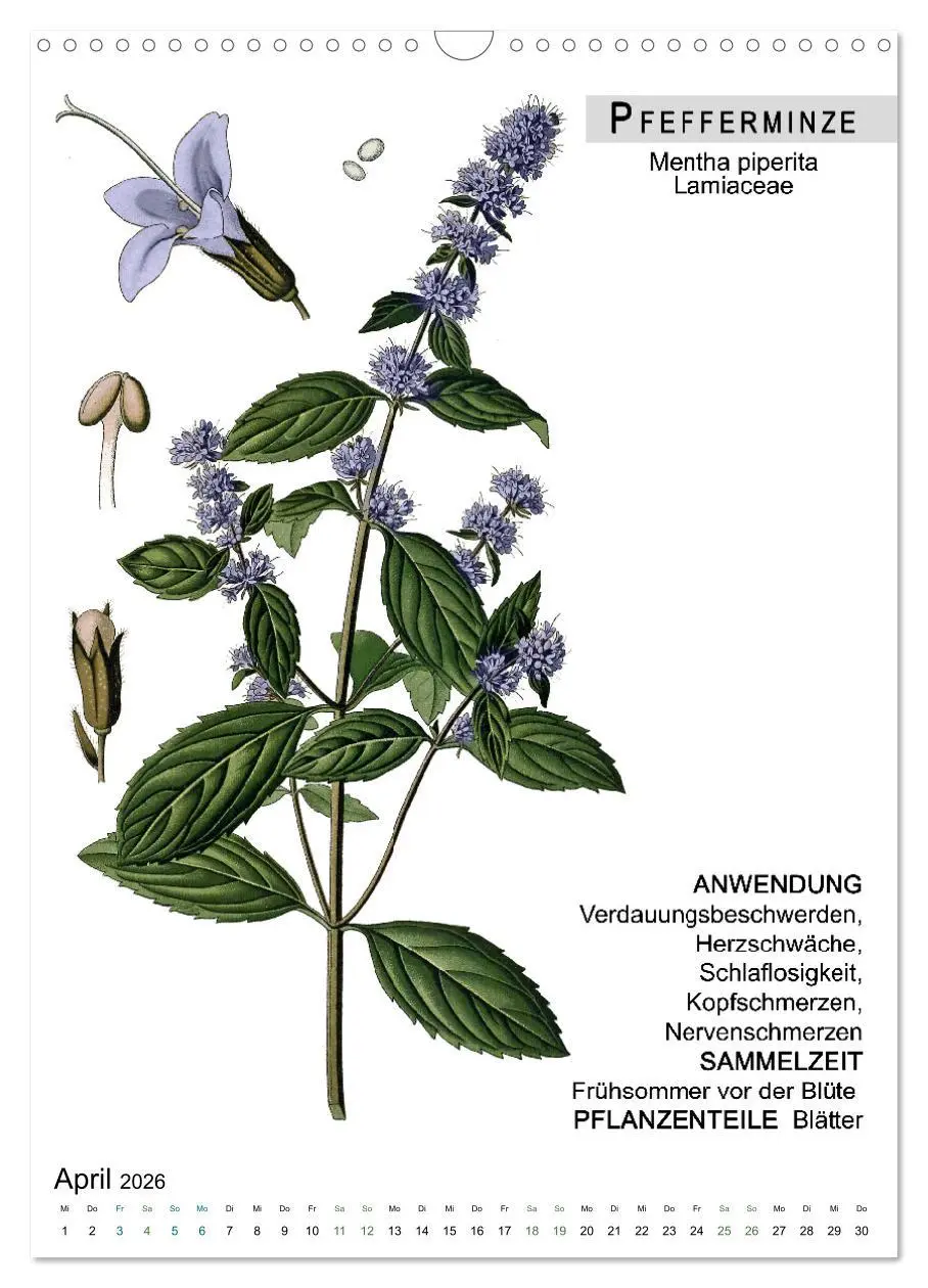 Bild: 9783516464702 | Heilpflanzen (Wandkalender 2026 DIN A3 hoch), CALVENDO Monatskalender