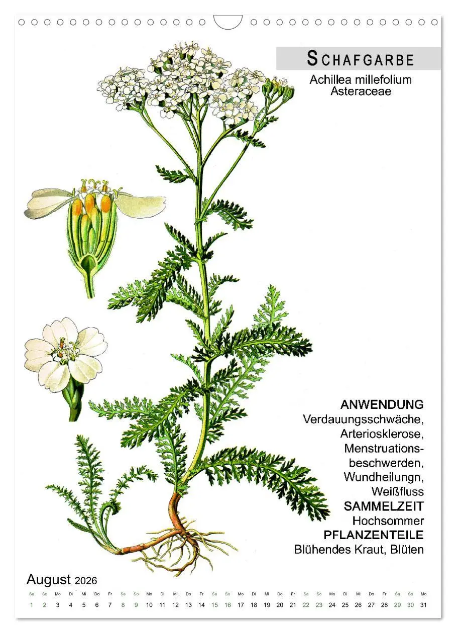 Bild: 9783516464702 | Heilpflanzen (Wandkalender 2026 DIN A3 hoch), CALVENDO Monatskalender