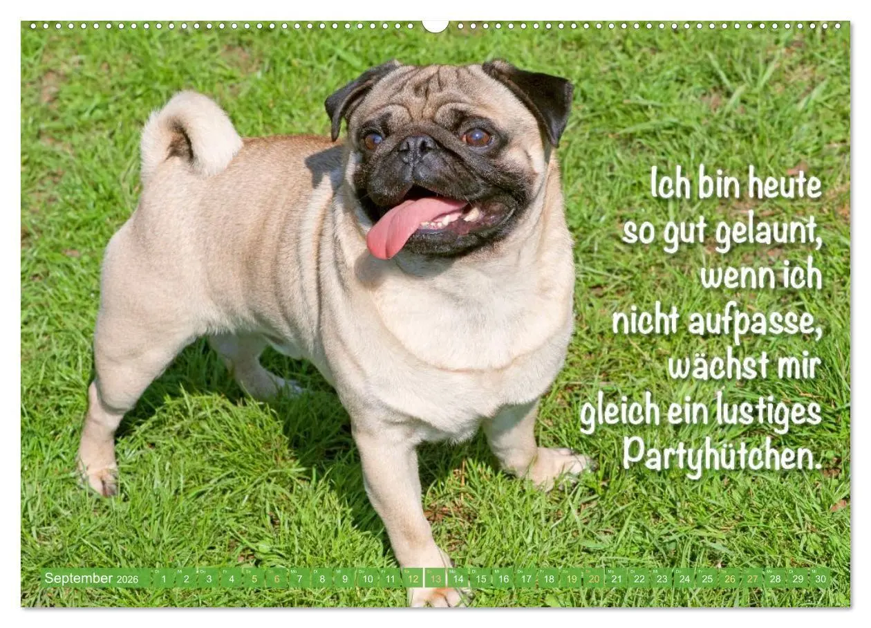 Bild: 9783516604702 | Mopsala: Vom Glück, ein Mops zu sein (hochwertiger Premium...