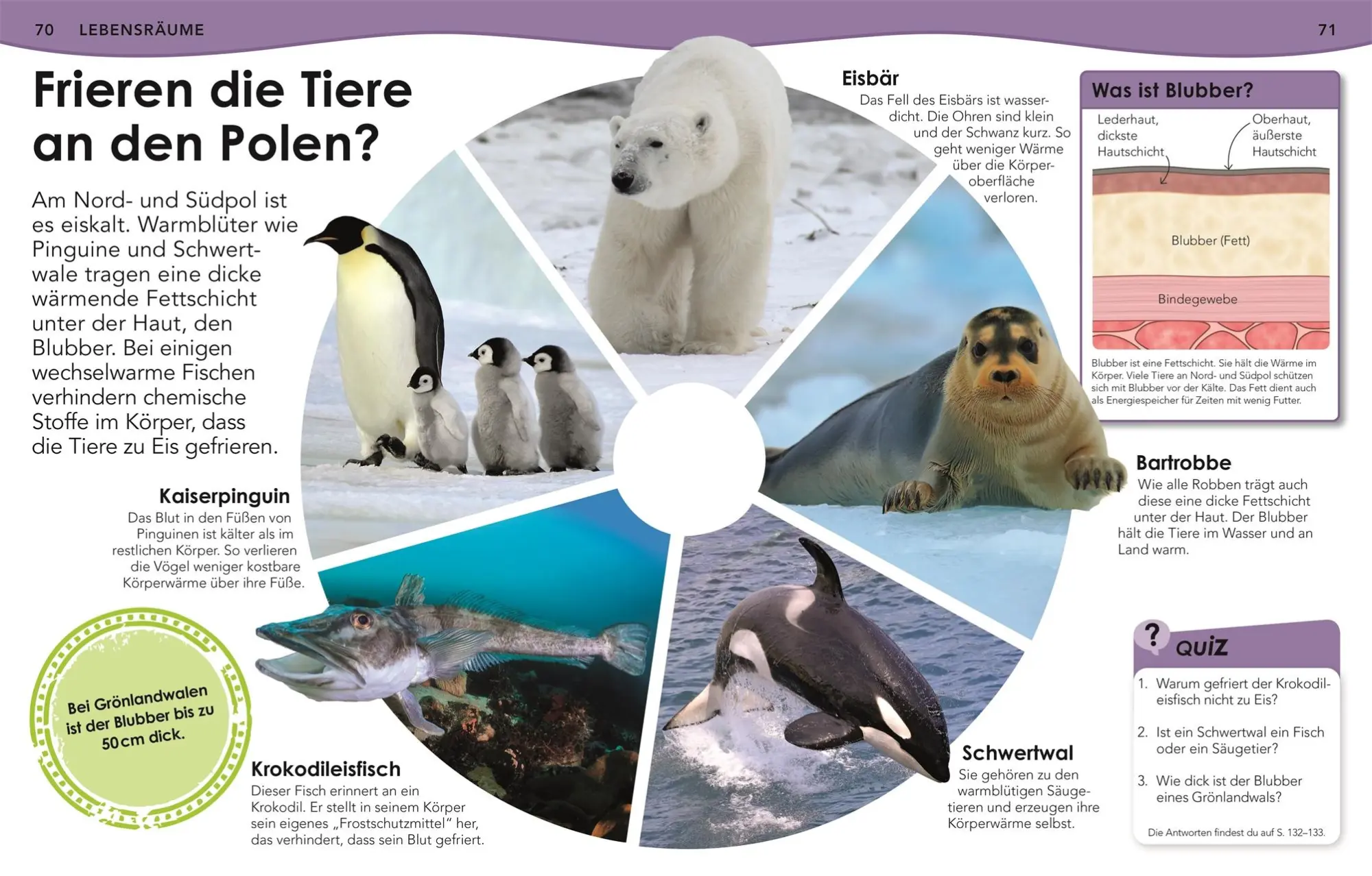 Bild: 9783831044702 | Weshalb? Deshalb! Meere | Das Frage-und-Antwort-Lexikon | Kids | Buch