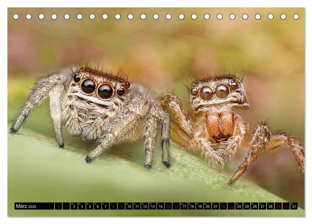 Bild: 9783435344802 | Faszination Makrofotografie: Springspinnen (Tischkalender 2025 DIN...