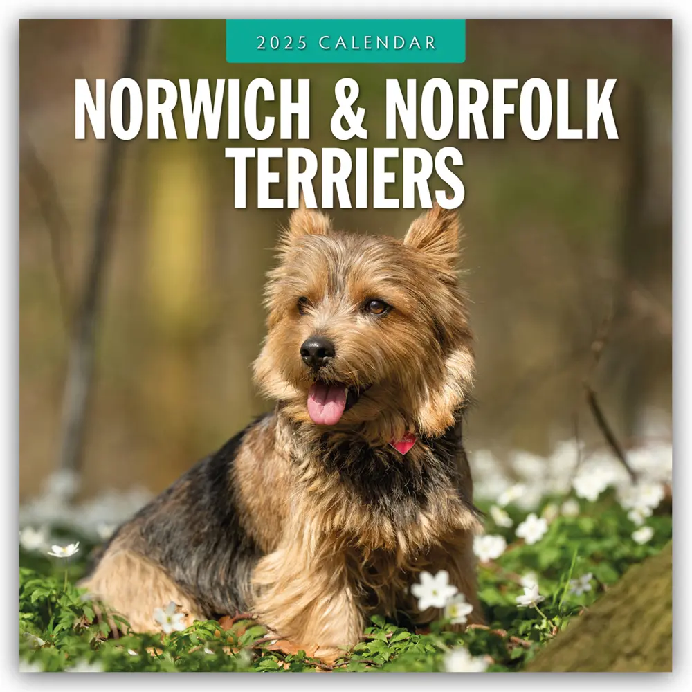 Cover: 9781804424902 | Norwich Terrier und Norfolk Terrier 2025 - 16-Monatskalender | Ltd