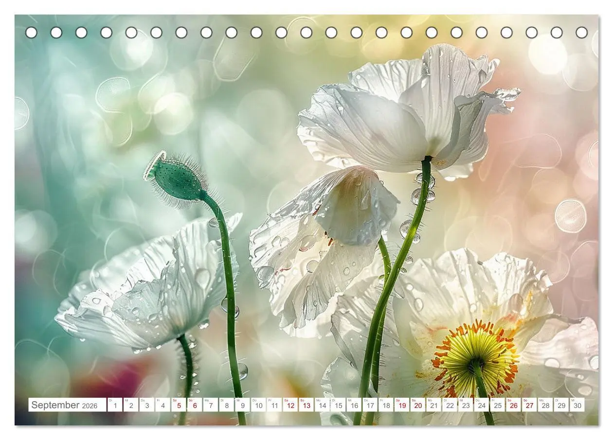 Bild: 9783457424902 | Bezaubernde Mohnblumen (Tischkalender 2026 DIN A5 quer), CALVENDO...