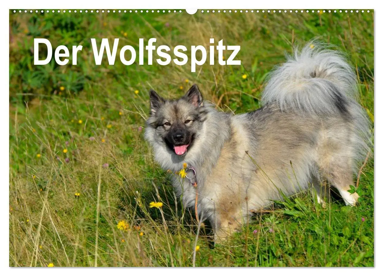 Cover: 9783516195002 | Der Wolfsspitz (Wandkalender 2026 DIN A2 quer), CALVENDO...