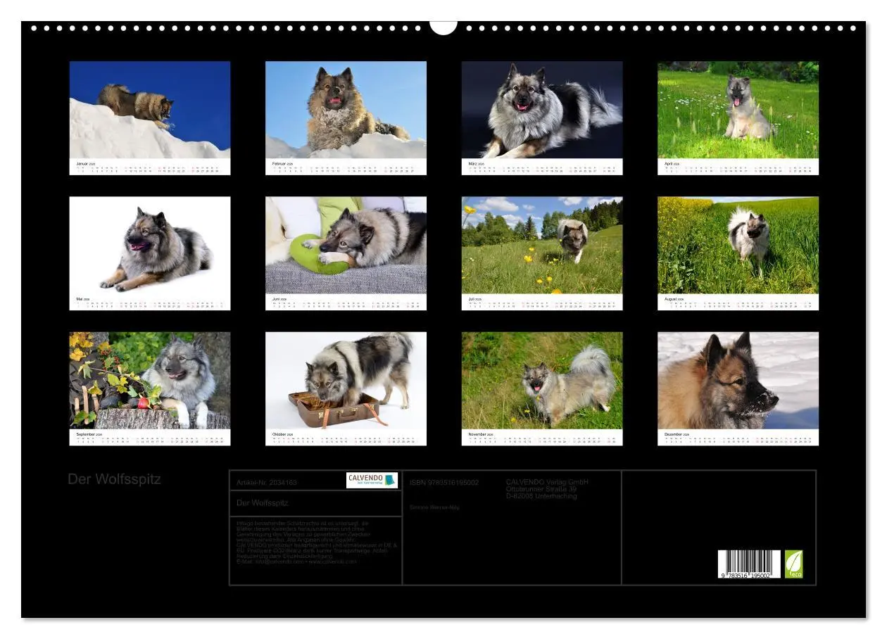 Bild: 9783516195002 | Der Wolfsspitz (Wandkalender 2026 DIN A2 quer), CALVENDO...