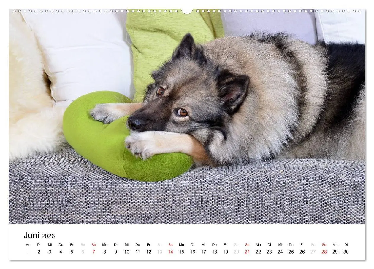 Bild: 9783516195002 | Der Wolfsspitz (Wandkalender 2026 DIN A2 quer), CALVENDO...