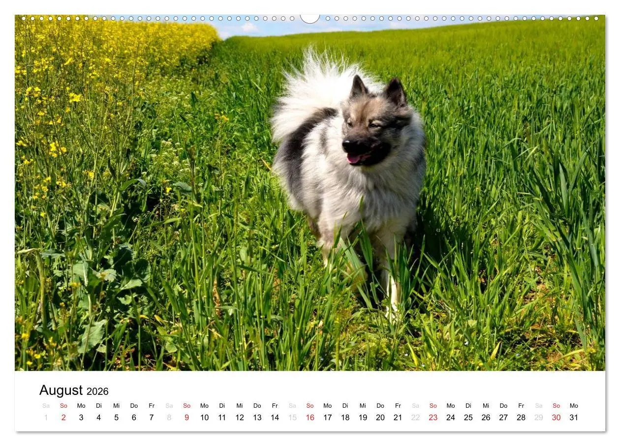 Bild: 9783516195002 | Der Wolfsspitz (Wandkalender 2026 DIN A2 quer), CALVENDO...
